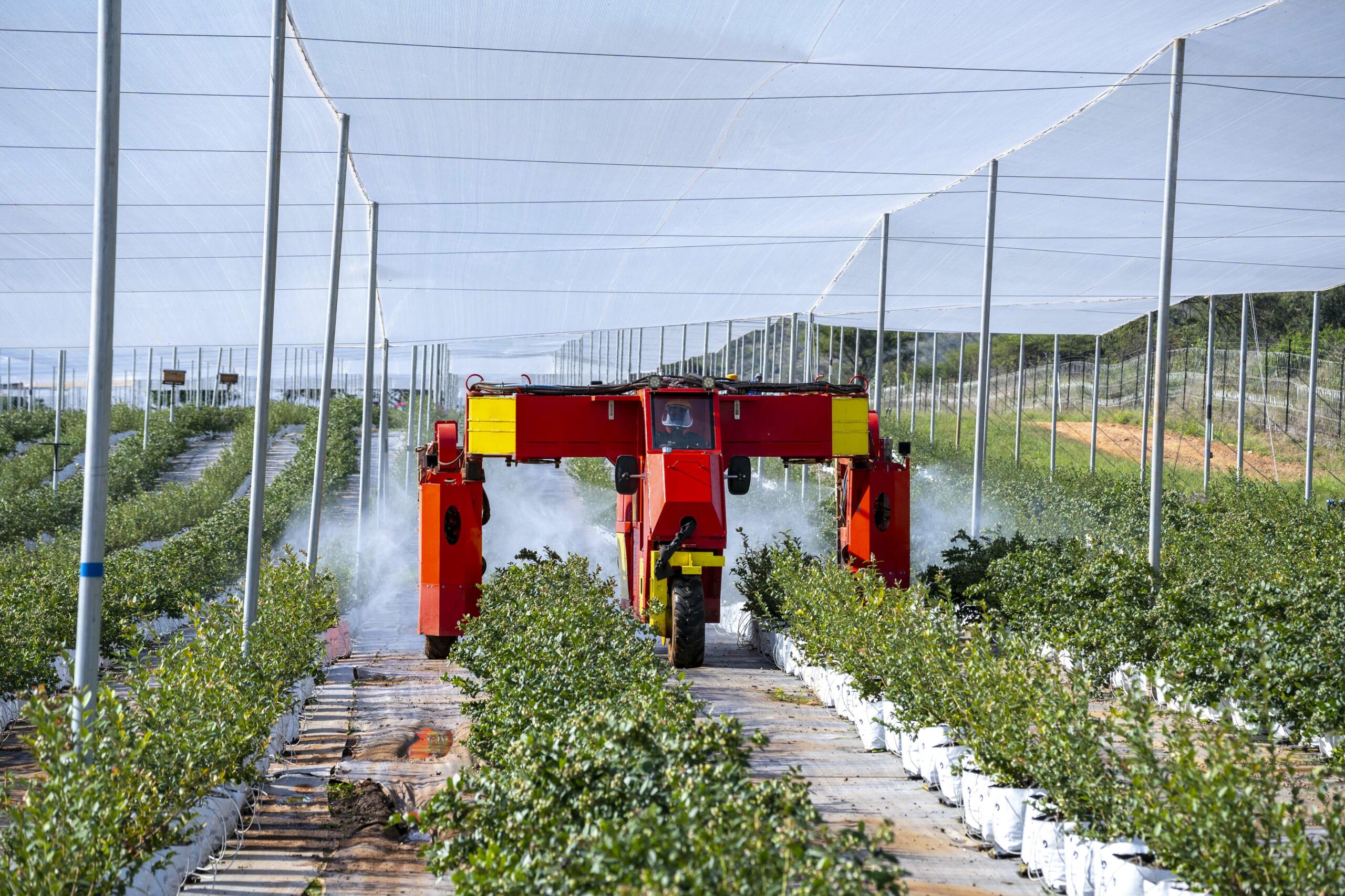 Image of a Blueberry Farm at the Barberton Mines