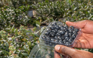Rows of growing blueberry bushes covered by white netting and surrounded by mountainous terrain