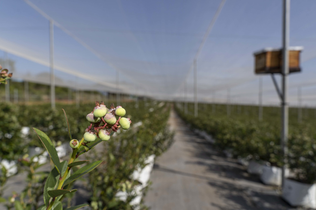 A blueberry plant is in the foreground, and rows of blueberry plants with a mesh cover are displayed in the background.
